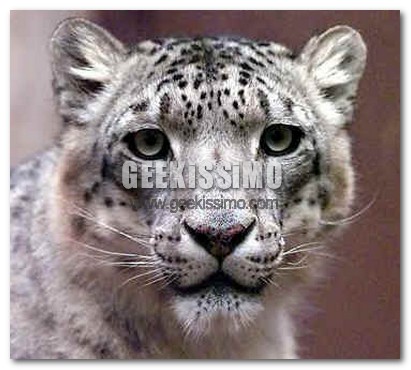 Snow Leopard