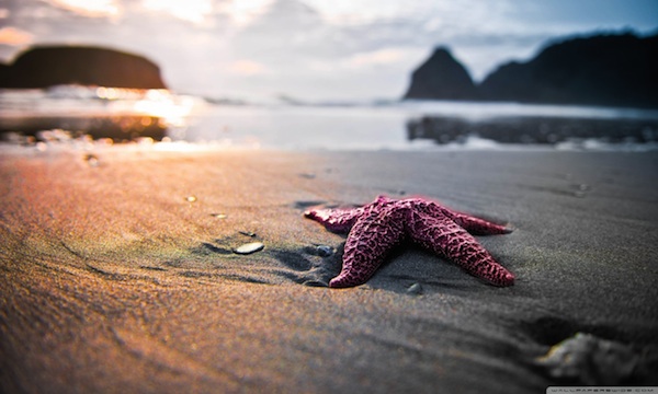 Copia di starfish_on_the_beach_2-wallpaper-1280x768