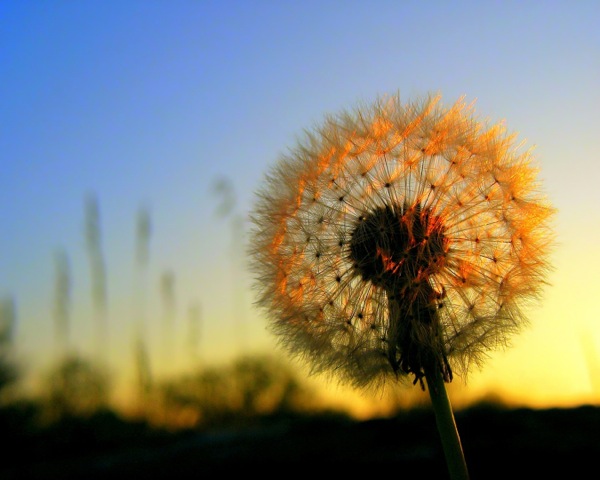 1920x1080-dandelion-sunset-flower-desktop-wallpaper