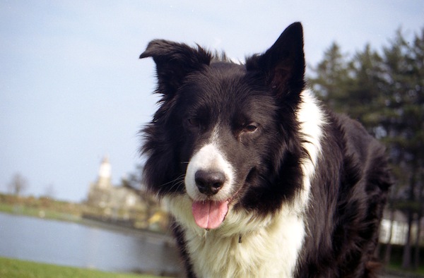 Google Glass, big G lavora ad una speciale versione per cani 