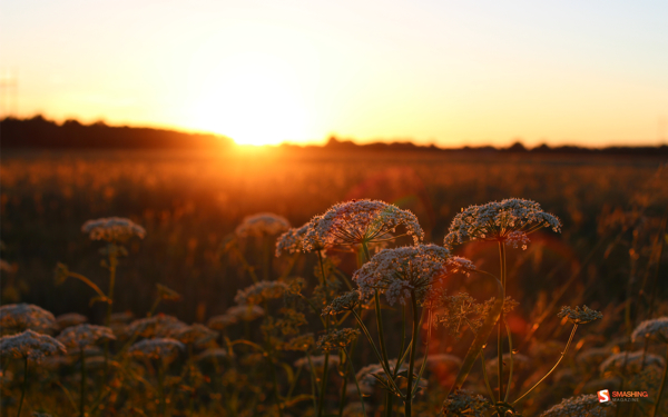 aug-13-estonian-summer-sun-nocal-1920x1200