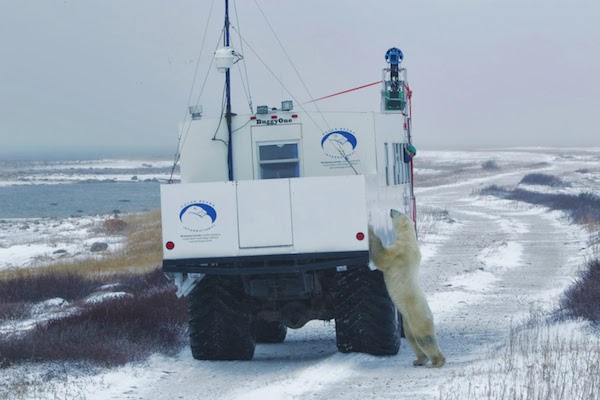 Google, orsi polari a portata di Street View