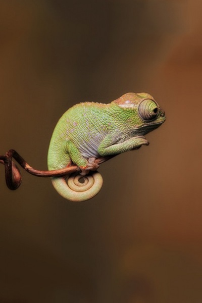 640-chameleons-colors-wildlife-l