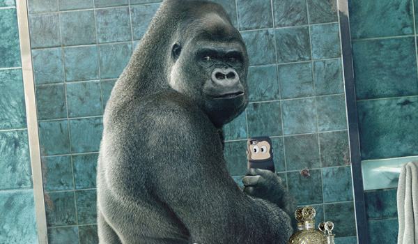 gorilla-selfie