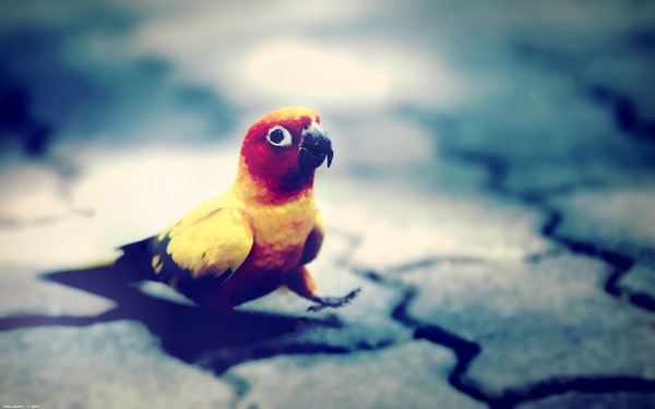 parrot_wallpaper_by_prollgurke-d8b8xa5