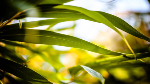 bamboo_by_baspunk-d8s084y